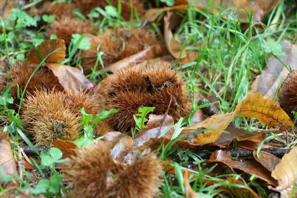 Sonbahar geliyor, kestane ağaçlarının yeşil çayırlarında kestane ağaçlarının ayrıntıları kahverengi yapraklarla