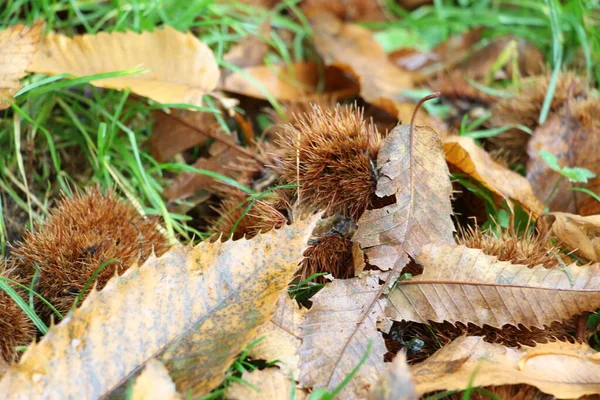 Sonbahar geliyor, kestane ağaçlarının yeşil çayırlarında kestane ağaçlarının ayrıntıları kahverengi yapraklarla