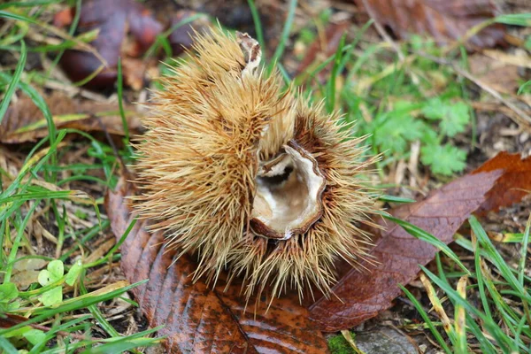 Sonbahar geliyor, kestane ağaçlarının yeşil çimlerinde kahverengi yapraklı kestane kestanelerinin ayrıntıları.