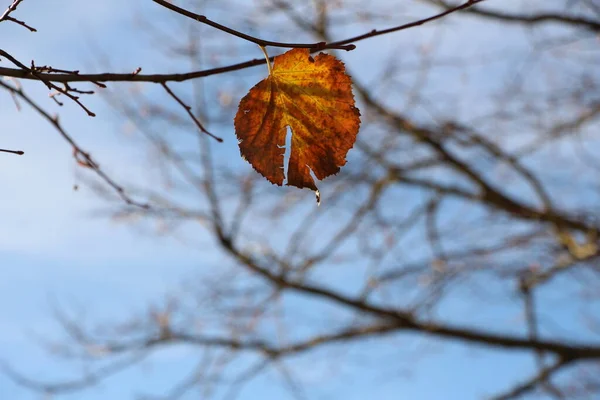 Φθινόπωρο Φθινοπωρινό Φύλλο Στον Ουρανό Μια Φωτεινή Μέρα Οκτώβριο Στην — Φωτογραφία Αρχείου
