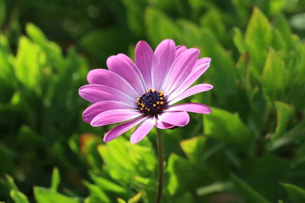 Güzel Afrika papatyası, mor mor mor yapraklı papatya, yeşil çimlerin ortasında, Afrika papatyasından corolla.