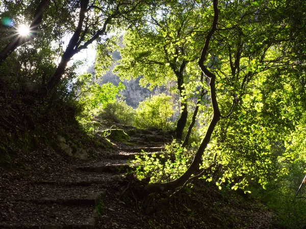 Sunny hiking path within green trees. High quality photo