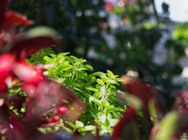 Basil herb plant close up in greek island, Tinos, Greece. High quality photo