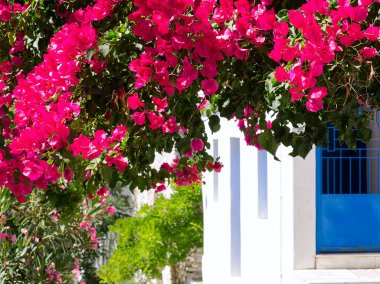Greek island alley flowers on the sun. High quality photo