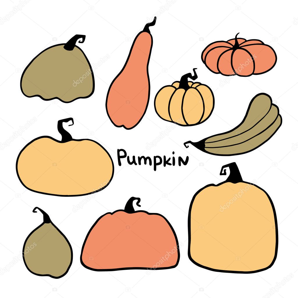 Different types of pumpkin and squash collection vector illustration. Small square of colourful vegetables with various shapes and sizes cartoon design on white background. Halloween holiday concept
