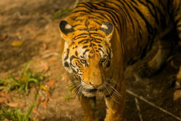 Bengal Tiger Wild Nature Reserve Vietnam Tiger Very Nice Fat — 图库照片