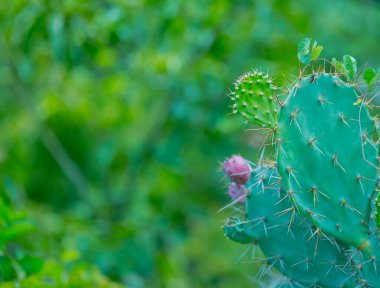 Red-green cactus on the way to Po Klong Garai Cham tower, this is a famous tourist area in Ninh Thuan - Vietnam. Po Klong Garai Cham Tower is a famous cultural heritage of the Cham people in Vietnam. It is very sunny and windy here.