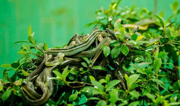 The mischievous snakes are basking in the sun on the tree canopy. Have you ever seen so many snakes? Does it make you scared? You can rest assured that these snakes are not poisonous