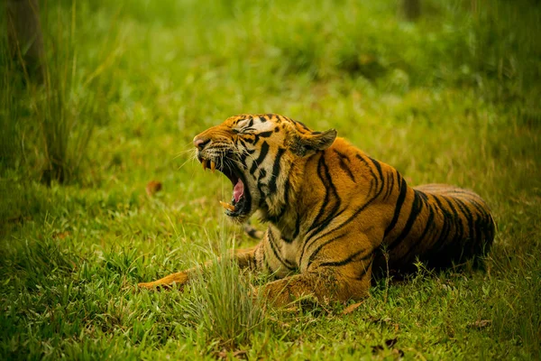 Bengal Tiger Wild Nature Reserve Vietnam Tiger Very Nice Fat — Photo