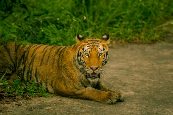 Bengal Tiger Wild Nature Reserve Vietnam Tiger Very Nice Fat — Stock Photo, Image
