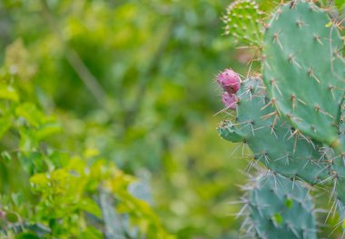 Red-green cactus on the way to Po Klong Garai Cham tower, this is a famous tourist area in Ninh Thuan - Vietnam. Po Klong Garai Cham Tower is a famous cultural heritage of the Cham people in Vietnam. It is very sunny and windy here.