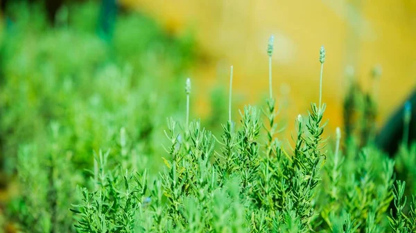 The wildflowers on the side of the cliff, where I took this photo, is the most beautiful coastal road in Ninh Thuan - Vietnam, this road is called Mui Dinh coastal road. There is also Mui Dinh lighthouse, a very famous place
