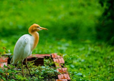 A beautiful yellow and white heron is foraging in a wild nature reserve, here has just experienced the rain. There are many kinds of birds and animals here. I took a lot of photos here. I really like this place
