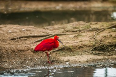 The beautiful red bird is walking in a wild nature reserve, here has just experienced the rain. There are many kinds of birds and animals here. I took a lot of photos here. I really like this place