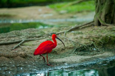The beautiful red bird is walking in a wild nature reserve, here has just experienced the rain. There are many kinds of birds and animals here. I took a lot of photos here. I really like this place
