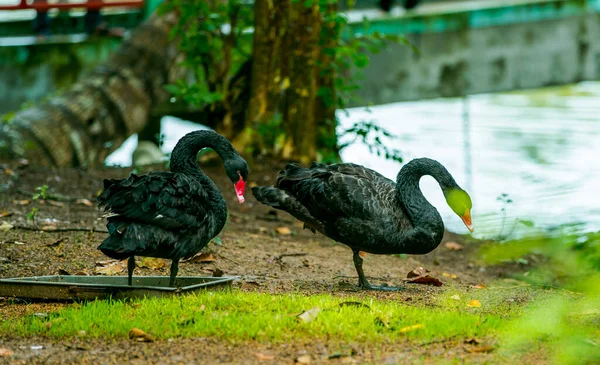 The dance of the black swan couple in a wild nature reserve, here has just experienced the rain. There are many kinds of birds and animals here. I took a lot of photos here. I really like this place