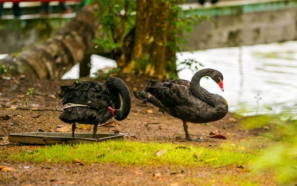 The dance of the black swan couple in a wild nature reserve, here has just experienced the rain. There are many kinds of birds and animals here. I took a lot of photos here. I really like this place