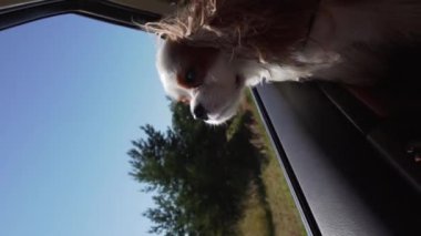 Vertical slow motion video of cute dog watching to back window of the car