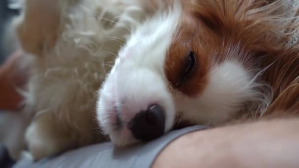 Χαριτωμένο Σκυλί Cavalier Βασιλιάς Charles Απολαμβάνοντας Χαϊδεύοντας — Αρχείο Βίντεο