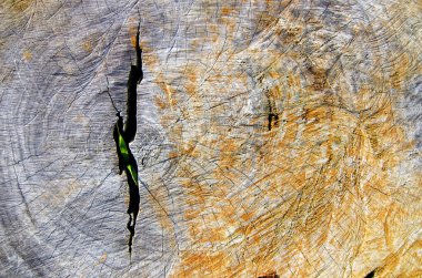 Nature always find a way. Weeds that grow between the gaps in the tree trunks that have become tables.