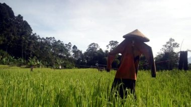 The Scarecrow. Farmers in Indonesia usually use secondhand clothes to be use as scarecrows. Scarecrow used to repel birds from rice that has started to seed.