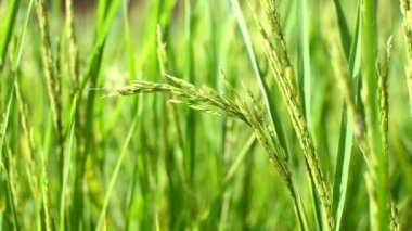 Yeşil Paddy. Yeşil pirinç rüzgar tarafından üflendi. Yaklaşık bir ay sonra bu pirinç sararacak ve hasat edilecek..