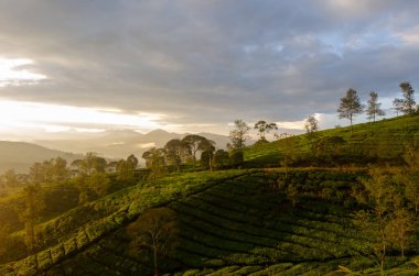 Sabahları çay çiftliği. Mavi saat ile golder saat arasında değiştiğinde.