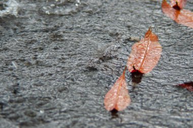 Turuncu yapraklar yağmur tarafından taşınır..