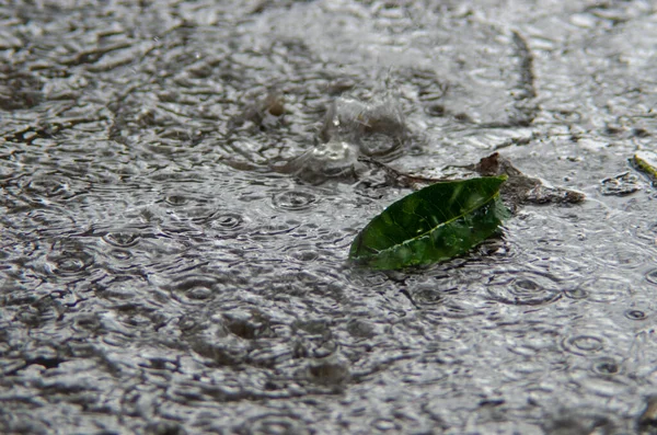 道路上の緑の葉 雨粒の中で — ストック写真