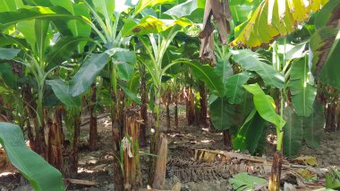 Güneş ışığı Muz Feild 'in içinden geliyor