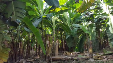 Güneş ışığı Muz Feild 'in içinden geliyor