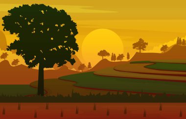 Sunrise Asian Paddy Rice Tarlası Tarım Doğa Görünümü