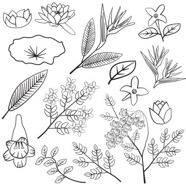 Leylak Lotus Jacaranda Cennet Kuşu Yaprak Çiçeği Çiçeği Siluet Çizgi Elementi