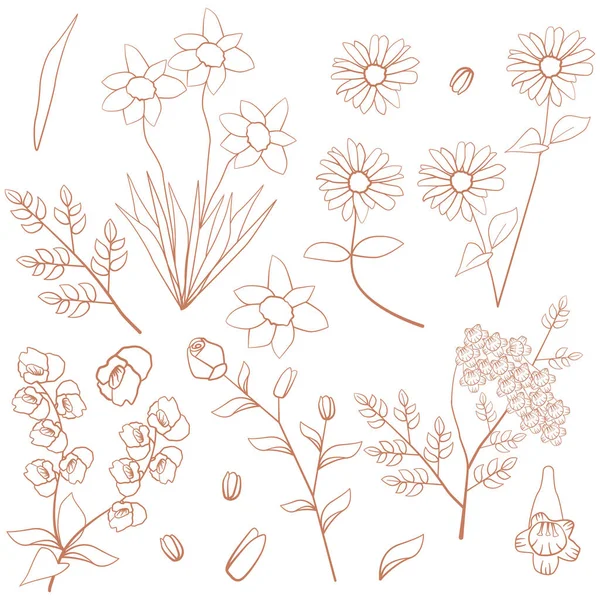 玫瑰花冠菊花兰花花序叶状装饰元素 — 图库矢量图片