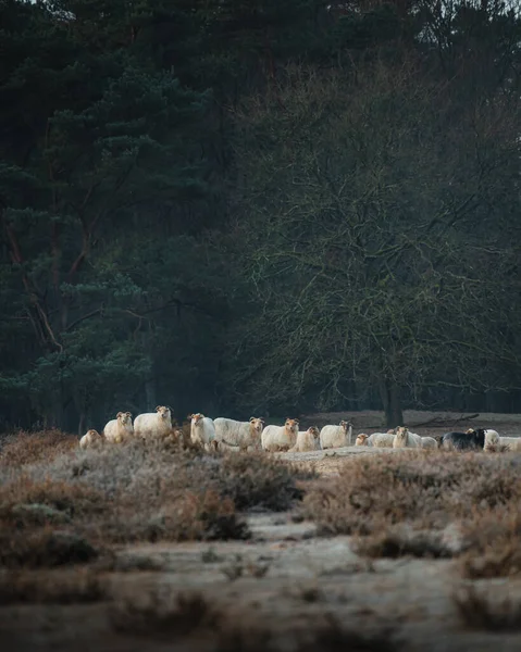 Owce Wczesnym Rankiem Podczas Wschodu Słońca Przyrodzie Wysokiej Jakości Zdjęcie — Zdjęcie stockowe