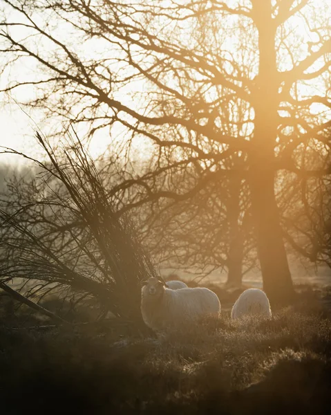 Owce Porannym Słońcu Przyrodzie 2022 Roku Wysokiej Jakości Zdjęcie — Zdjęcie stockowe