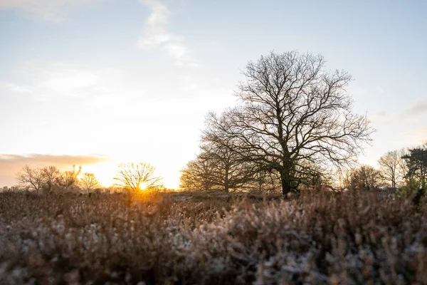 Sunrise Silhouette Tree Frost Morning 2022 High Quality Photo — Stock Photo, Image