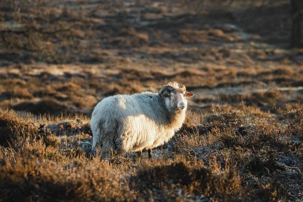 Sheep Morning Sunlight Nature 2022 High Quality Photo — Stock Photo, Image