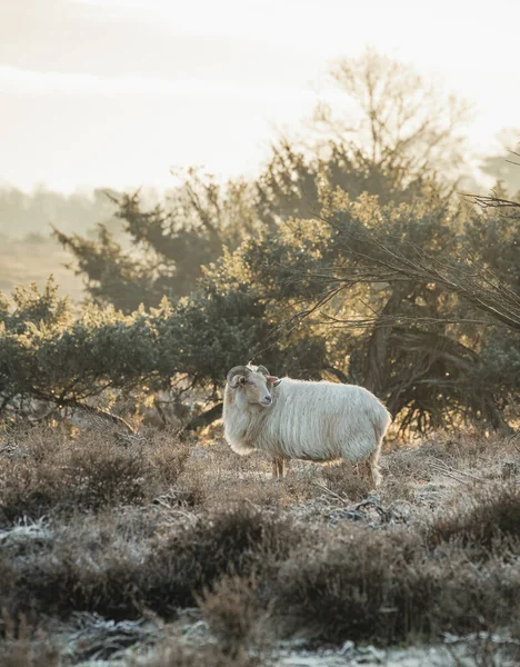 Sheep Morning Sunlight Nature 2022 High Quality Photo — Stock Photo, Image