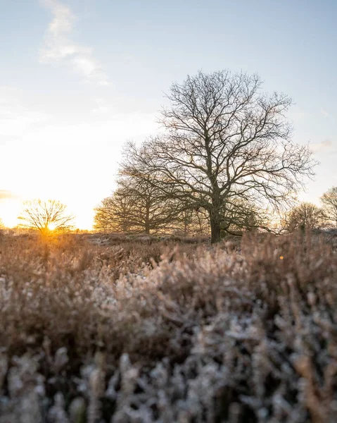 Sunrise Silhouette Tree Frost Morning 2022 High Quality Photo — Stock Photo, Image