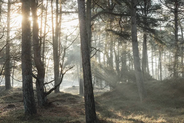 Sonnenlicht Durch Sonnenlicht Durch Die Bäume Mit Nebel Der Dämmerung — Stockfoto