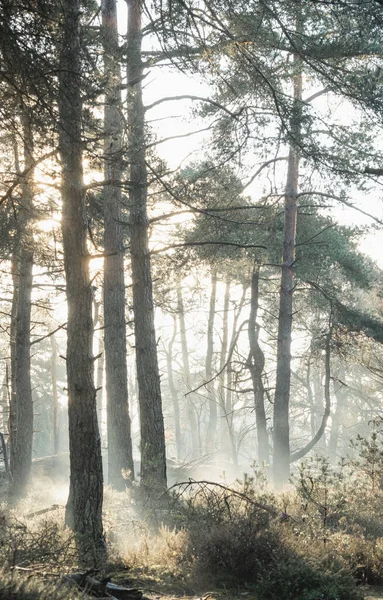 Sonnenlicht Durch Die Bäume Mit Nebel Der Morgendämmerung Die Bäume — Stockfoto
