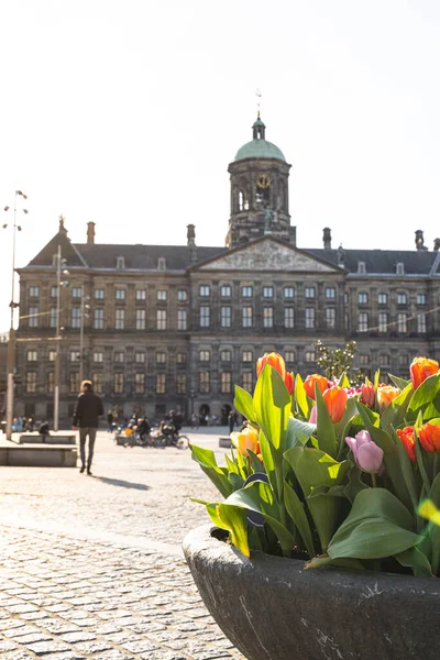 Dam Square Amsterdam with Tulips in The Netherlands . High quality photo