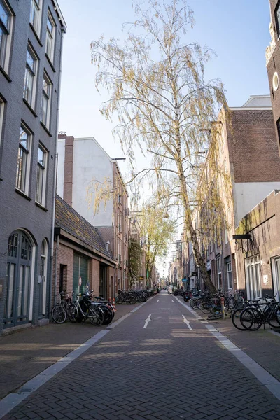 Amsterdam Tree Small Street Peter Vries Centre Leidsesquare Países Bajos —  Fotos de Stock