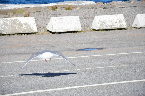 Eine Fliegende Möwe Landet Auf Der Straße — Stockfoto