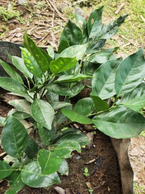 yeşil yapraklar, bitki yaprakları