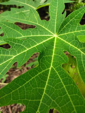 yeşil yaprak dokusu, soyut arkaplan, kapat