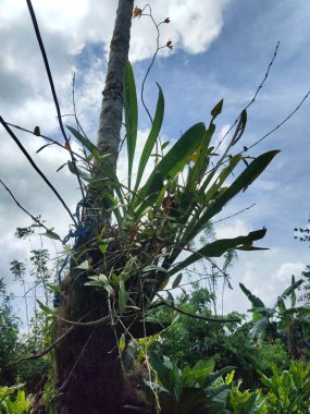 Bahçede yeşil yapraklar