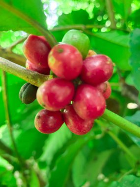 Ağaçtaki kahve çekirdekleri