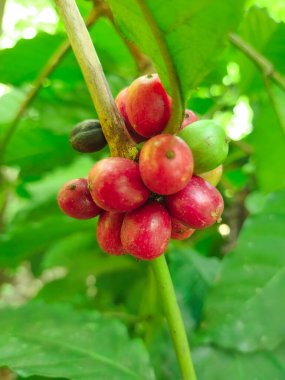 coffee beans in the morning in eastern indonesia
